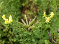 Ракитник русский – Cytisus ruthenicus Fisch.et Woloszcz.