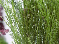 Ракитник слабительный – Cytisus purgans (L.) Spach.