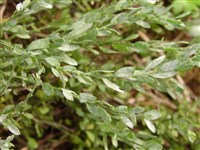 Ракитник стелющийся – Cytisus decumbens (Dur.) Spach.