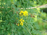 Ракитник чернеющий, острокильница чернеющая – Cytisus nigricans L.