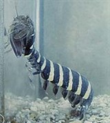 Ракообразные (Рак-богомол)