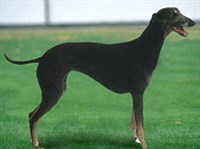 Рампурская борзая