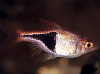 Расбора гетероморфа