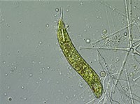 Растительные Жгутиконосцы (Эвглена)