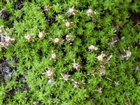 Раулия гладкая – Raoulia glabra Hook.f.