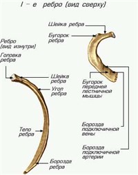 Ребра (схема)