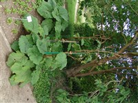 Ревень австралийский, Эмода – Rheum australe D.Don.