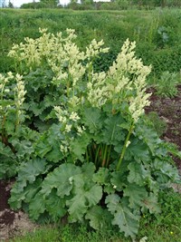 Ревень культурный, садовый – Rheum x cultorum Thorsrud.