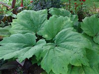 Ревень лекарственный – Rheum officinale Baill.