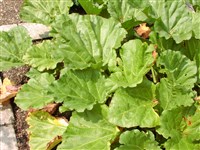 Ревень пальчатый – Rheum palmatum L.