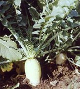 Редька (дайкон)