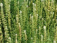 Резеда белая – Reseda alba L. (1)