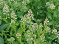 Резеда душистая – Reseda odorata L. (1)