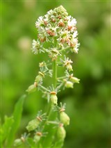 Резеда душистая – Reseda odorata L. (2)