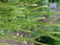 Резеда желтоватая – Reseda luteola L.