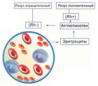 Резус-фактор