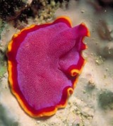 Ресничные черви (Турбеллярия)