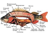 Речной окунь (внутреннее строение)