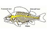 Речной окунь (нервная система)