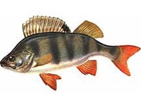 Речной окунь (рисунок)