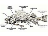 Речной окунь (скелет)