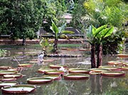 Рио-де-Жанейро (ботанический сад)