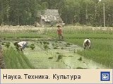 Рис (посадка риса, видеофрагмент)