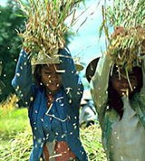 Рис (уборка риса)