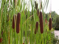 Рогоз Лаксманна – Typha laxmanii Lepech.