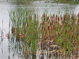 Рогоз широколистный – Typha latifolia L. (2)