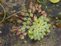 Рогульник плавающий, водяной орех, чилим – Trapa natans L.