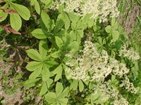 Роджерсия конскокаштановая – Rodgersia aesculifolia Batal. (1)
