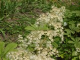 Роджерсия конскокаштановая – Rodgersia aesculifolia Batal. (2)