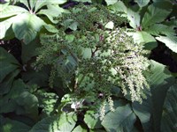 Роджерсия перистая – Rodgersia pinnata Franch.