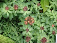 Родиола промежуточная – Rhodiola integrifolia Raf.