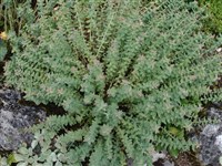 Родиола разнозубчатая – Rhodiola heterodonta (Hook.f.et Thoms.) Boriss.