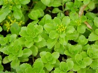 Родиола розовая, розовый корень, золотой корень – Rhodiola rosea L.