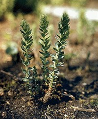 Родиола розовая