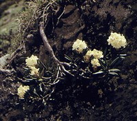 Рододендрон