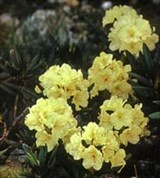 Рододендрон (желтый)