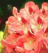 Рододендрон (1)