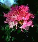 Рододендрон (2)