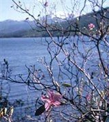 Рододендрон даурский