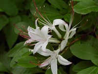 Рододендрон древовидный – Rhododendron arborescens Torr.