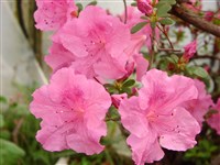 Рододендрон заостренный, багульниковолистный – Rhododendron mucronatum G.Don. (1)