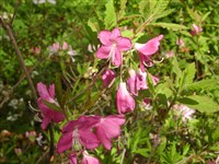 Рододендрон камчатский – Rhododendron camtschaticum Pall.