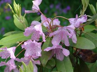 Рододендрон кистевидный – Rhododendron racemosum Franch.