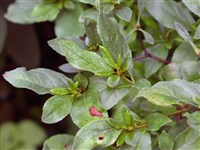 Рододендрон киузианский – Rhododendron kiusianum Mak.