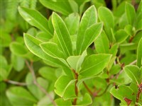 Рододендрон клейкий, продолговатолистный, мелкопильчатый – Rhododendron viscosum (L.) Torr.