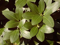 Рододендрон колокольчиковый – Rhododendron campanulatum D.Don.